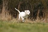 DOGUE ARGENTIN 126